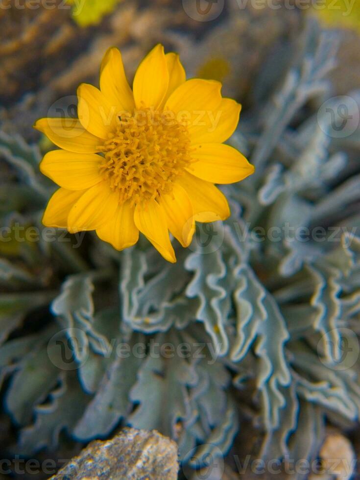 a yellow flower growing in a rocky area photo