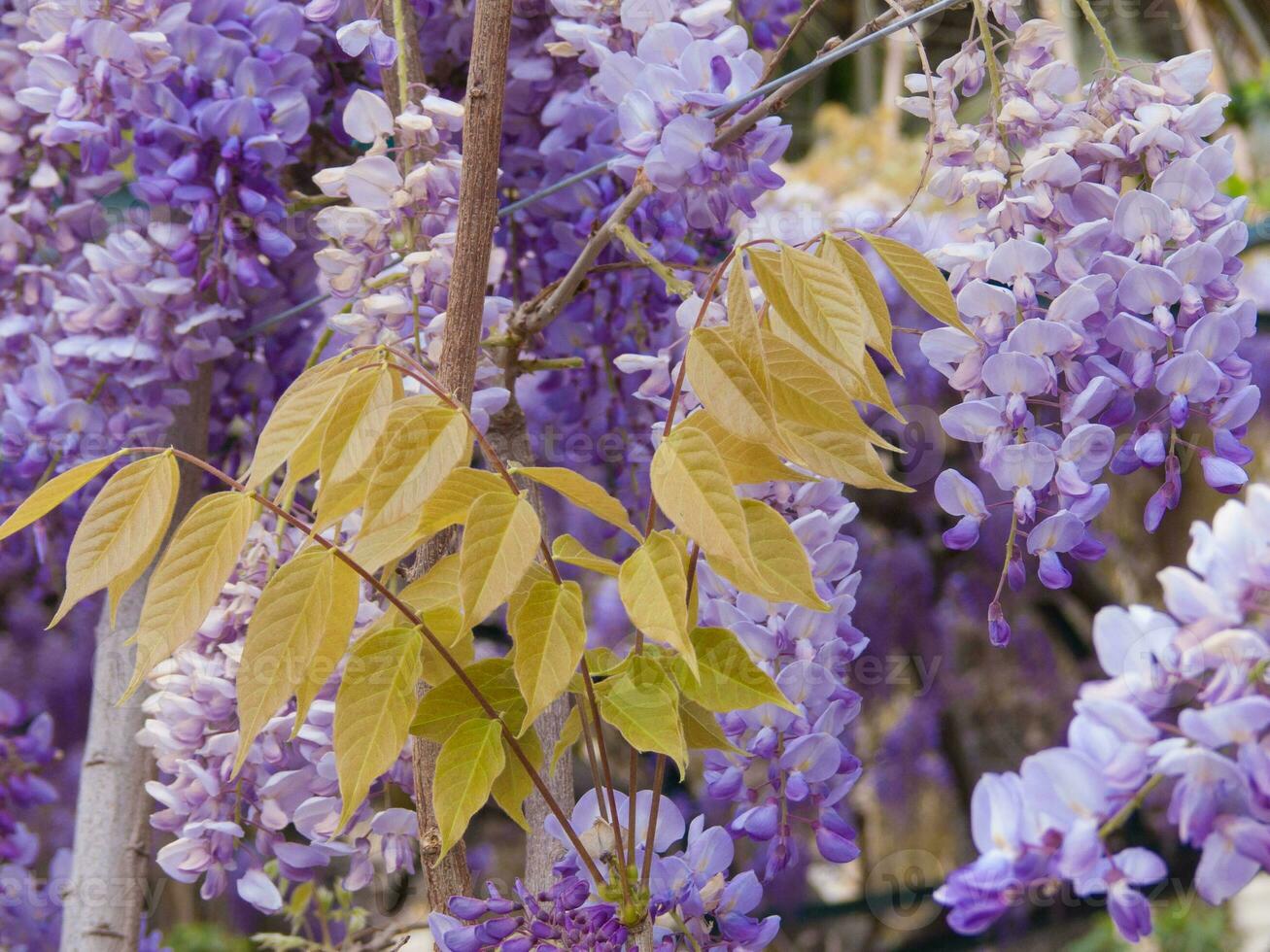 un cerca arriba de un árbol con púrpura flores foto