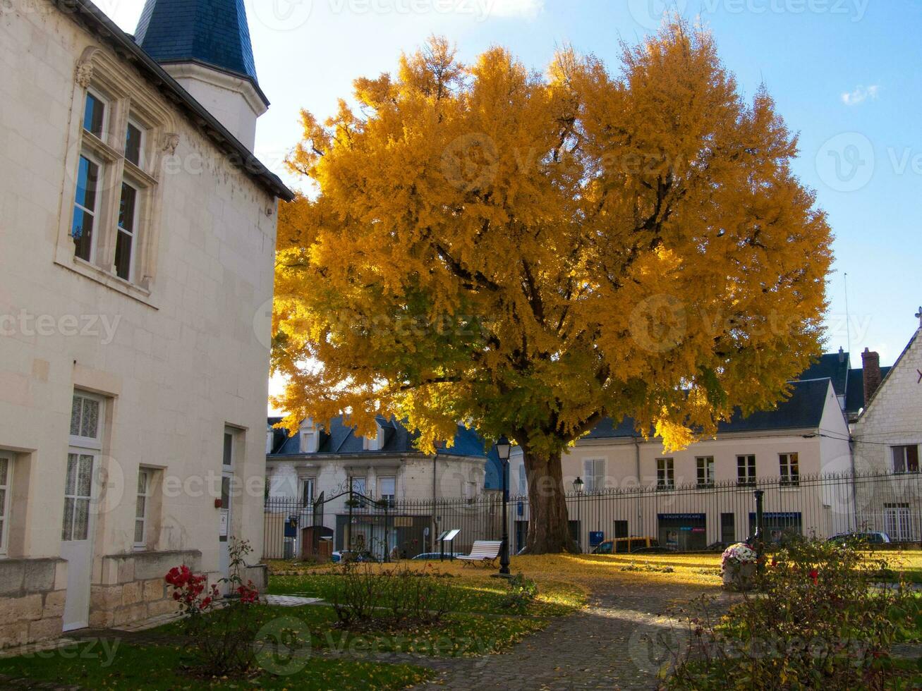 a large tree with yellow leaves photo