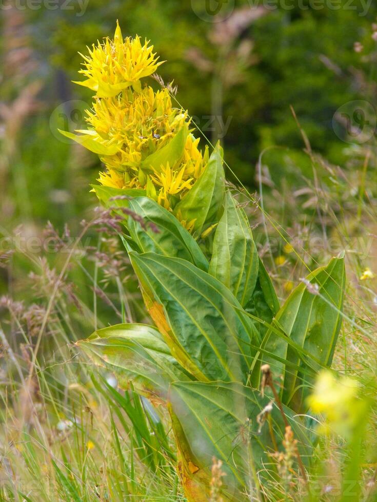 un amarillo flor en un campo de verde césped foto