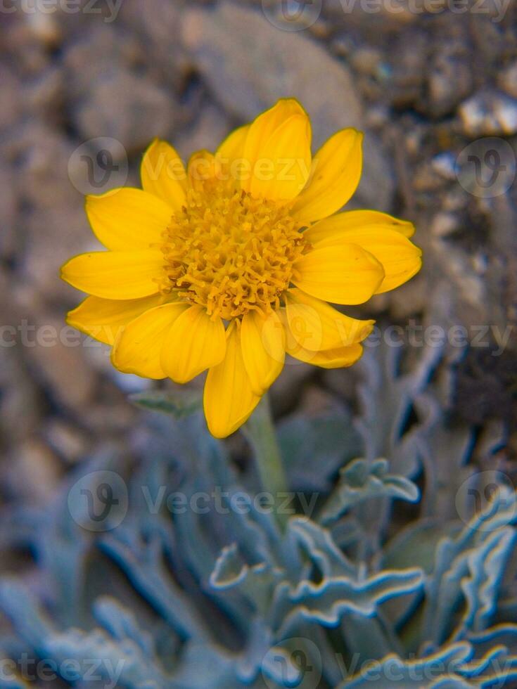 a yellow flower is growing in the middle of a rocky area photo