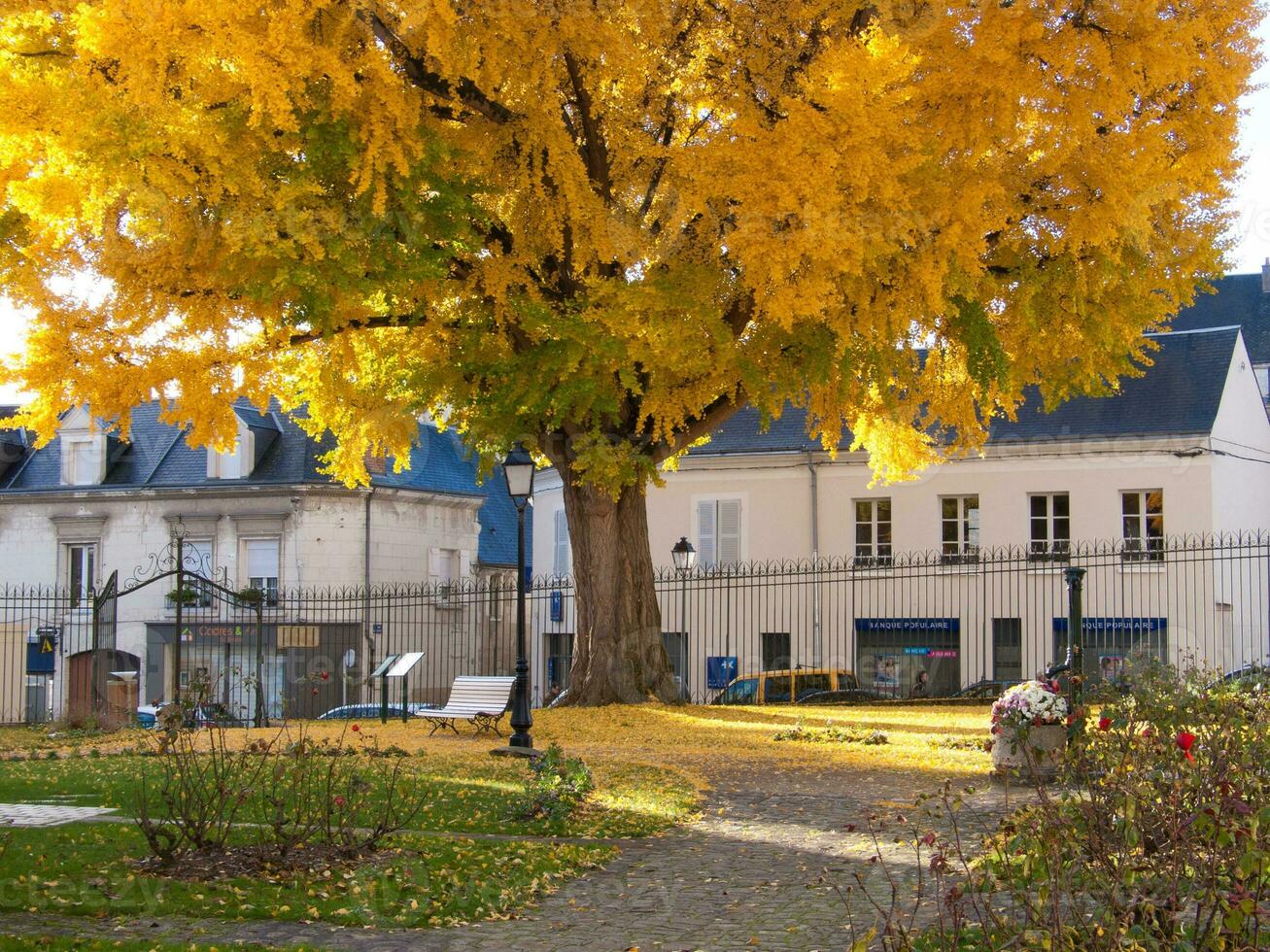 a large yellow tree photo