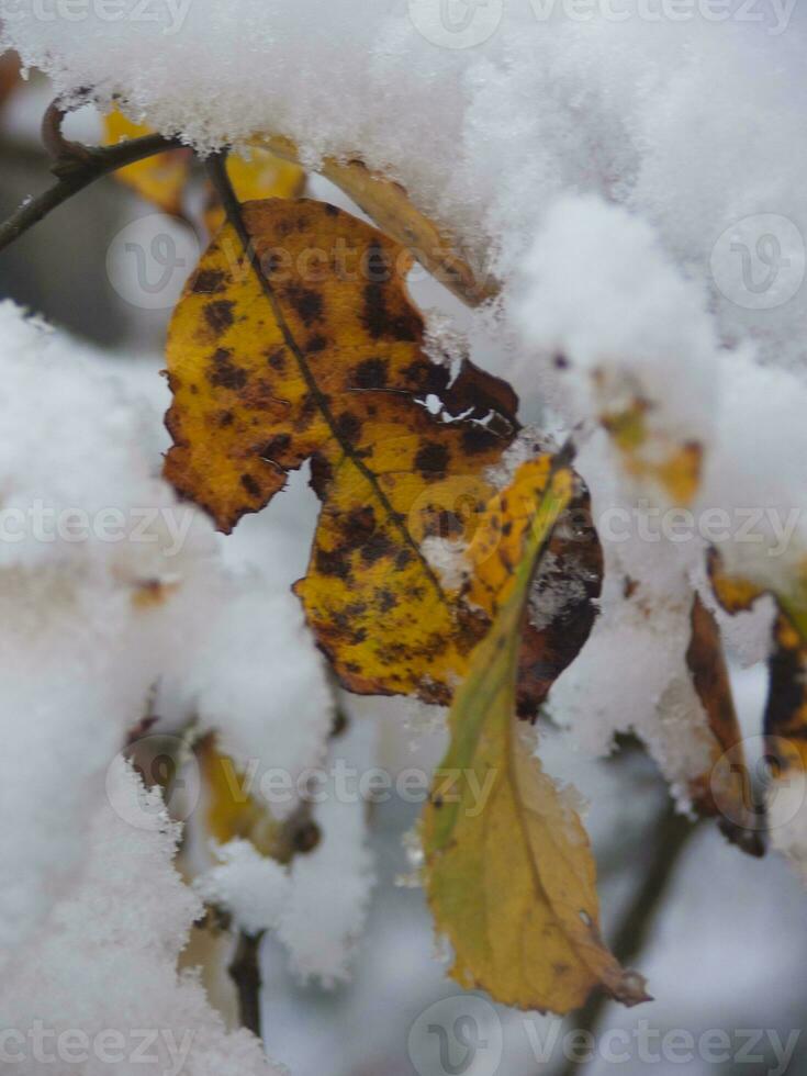 a leaf with yellow and brown spots on it photo