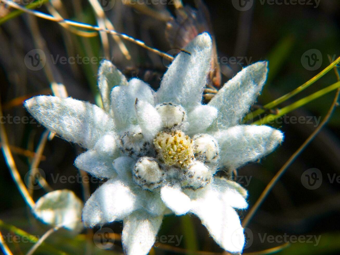 a white flower with small white dots on it photo