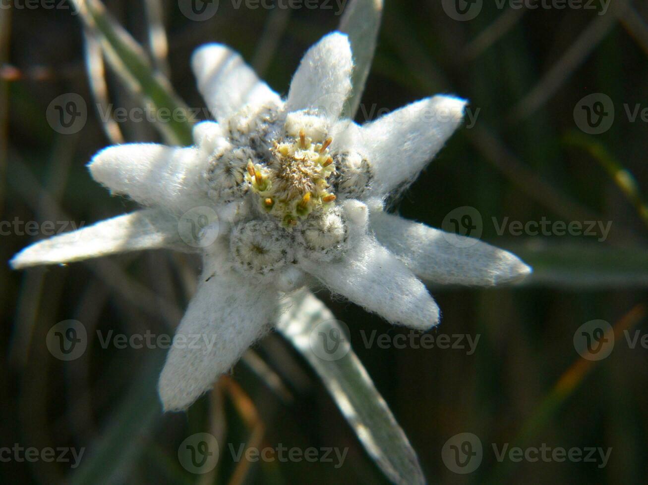 a white flower with a yellow center in the grass photo