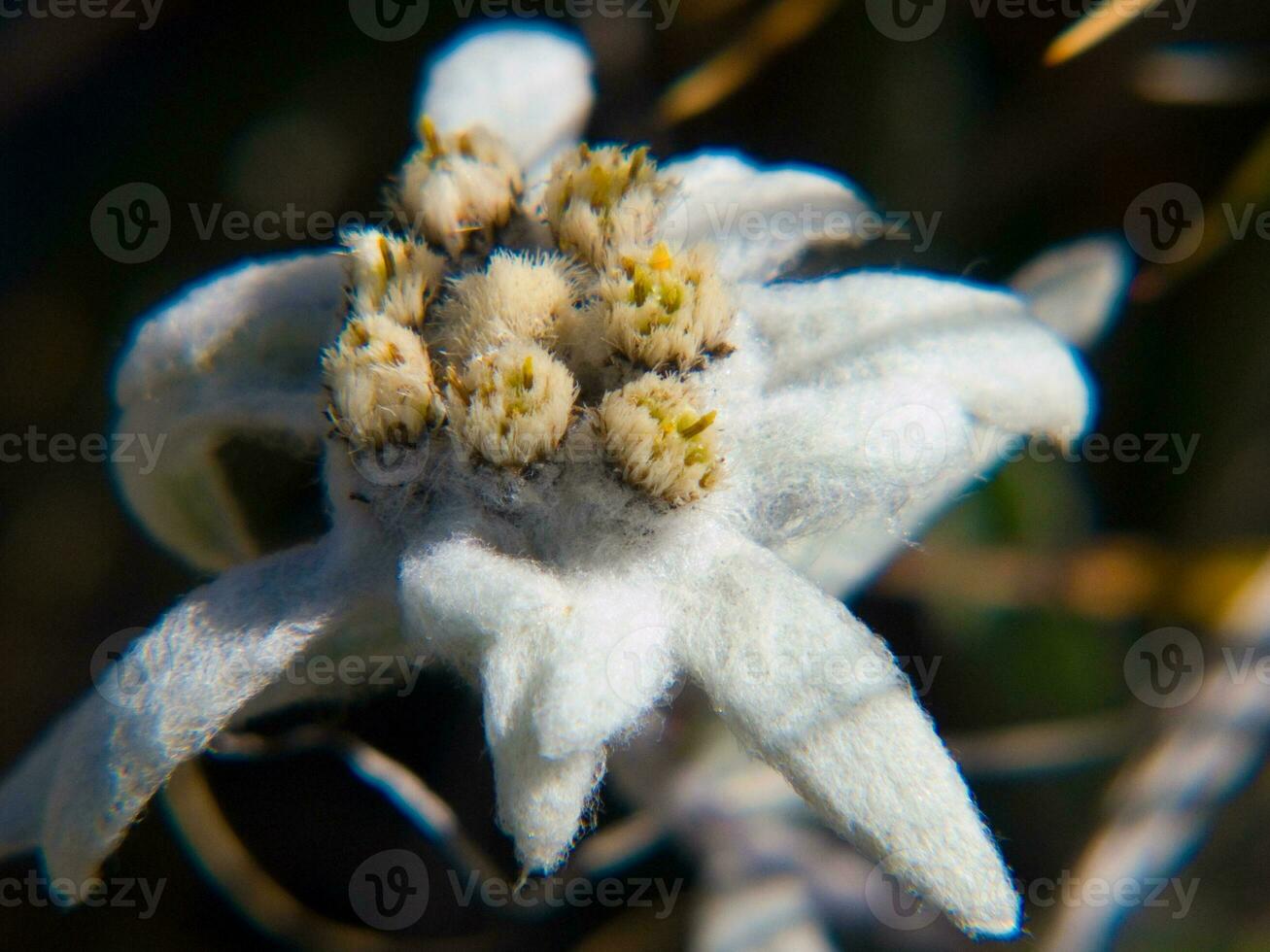 a close up of a flower with white petals photo