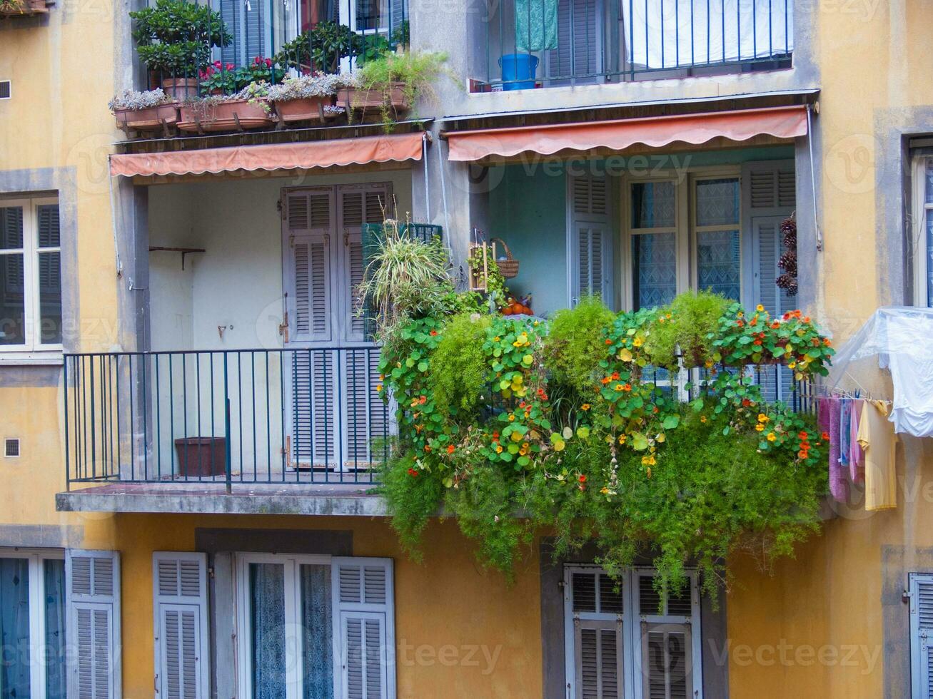 a balcony with plants photo