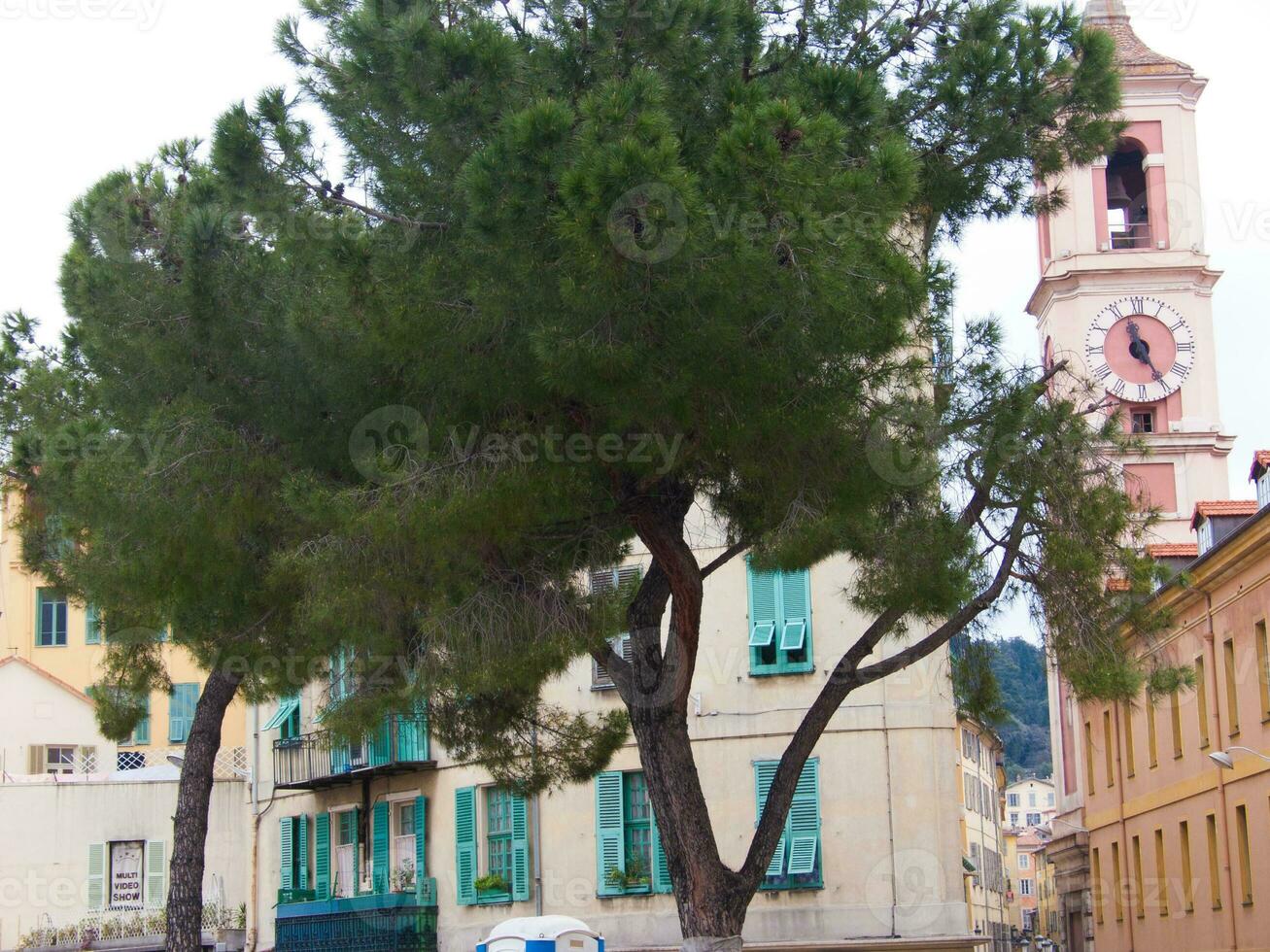 a tree with a large trunk photo