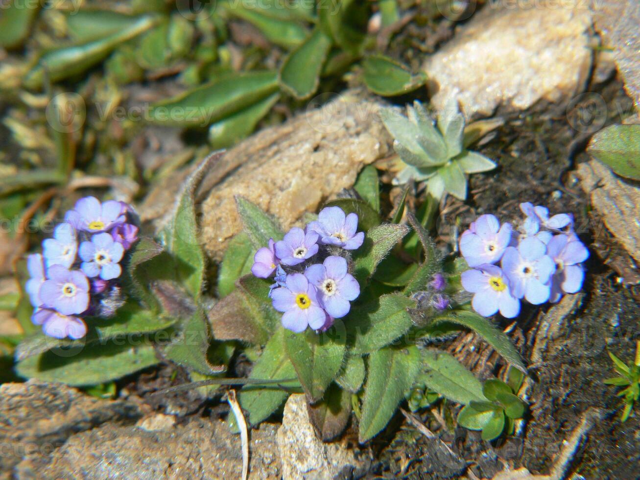 a small group of blue flowers growing on the ground photo