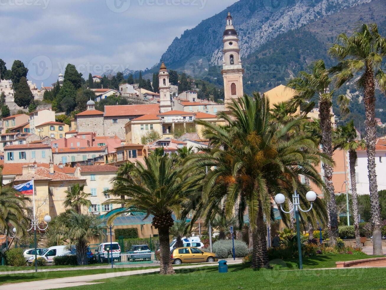 a large palm tree photo