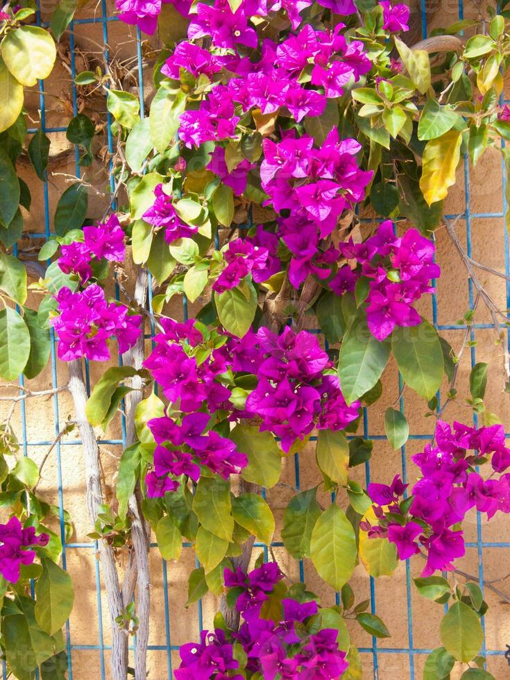 a purple flower growing on a wall photo