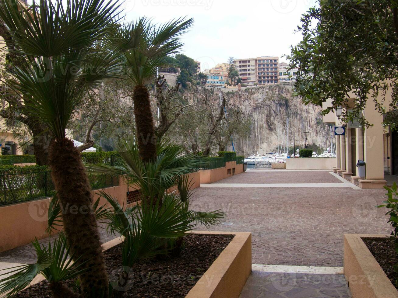 a palm tree in a courtyard photo