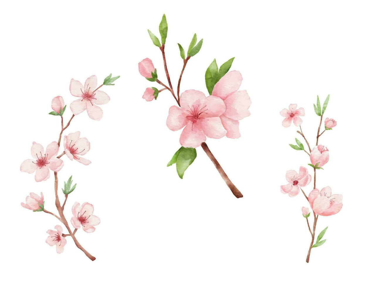Set of Branch of Cherry blossom and bird. Watercolor painting sakura isolated on white background. Japanese flower illustration. vector