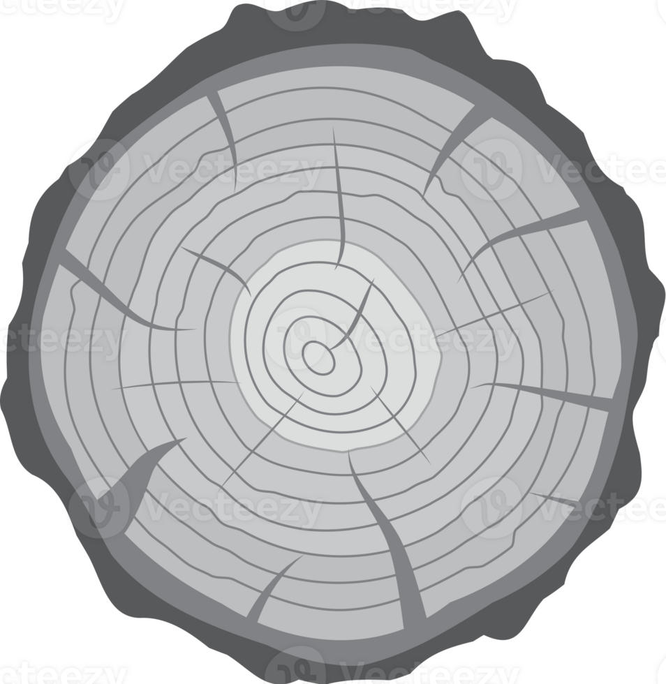korsa sektion av träd stubbe eller trunk png