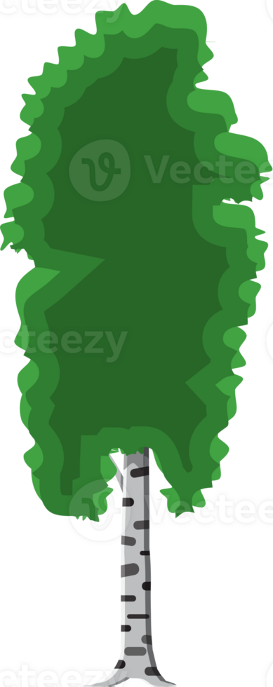 Birch tree with trunk png