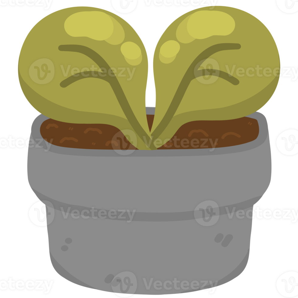 illustration of a plant in pot png