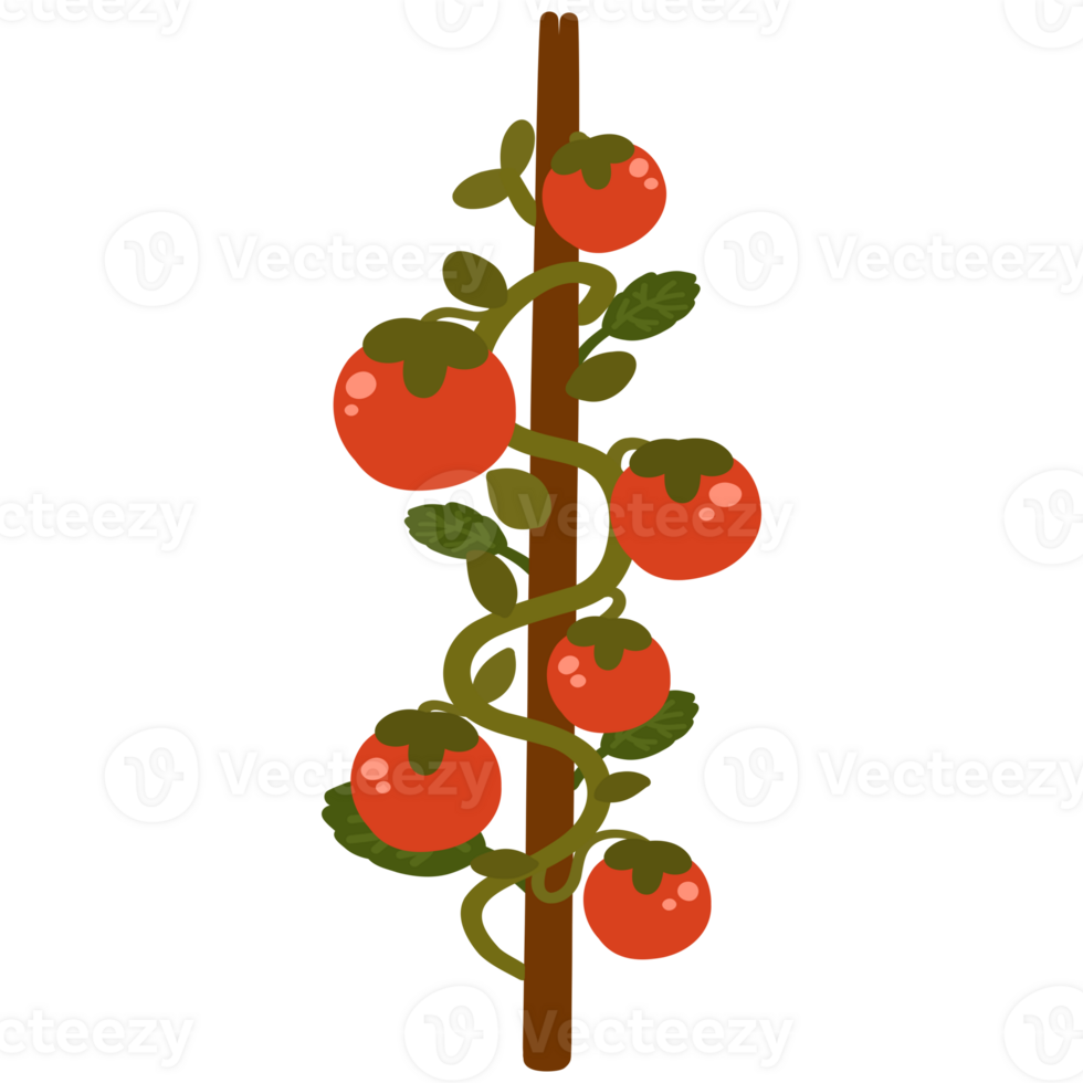 Tomato on the tree with leaves illustration png