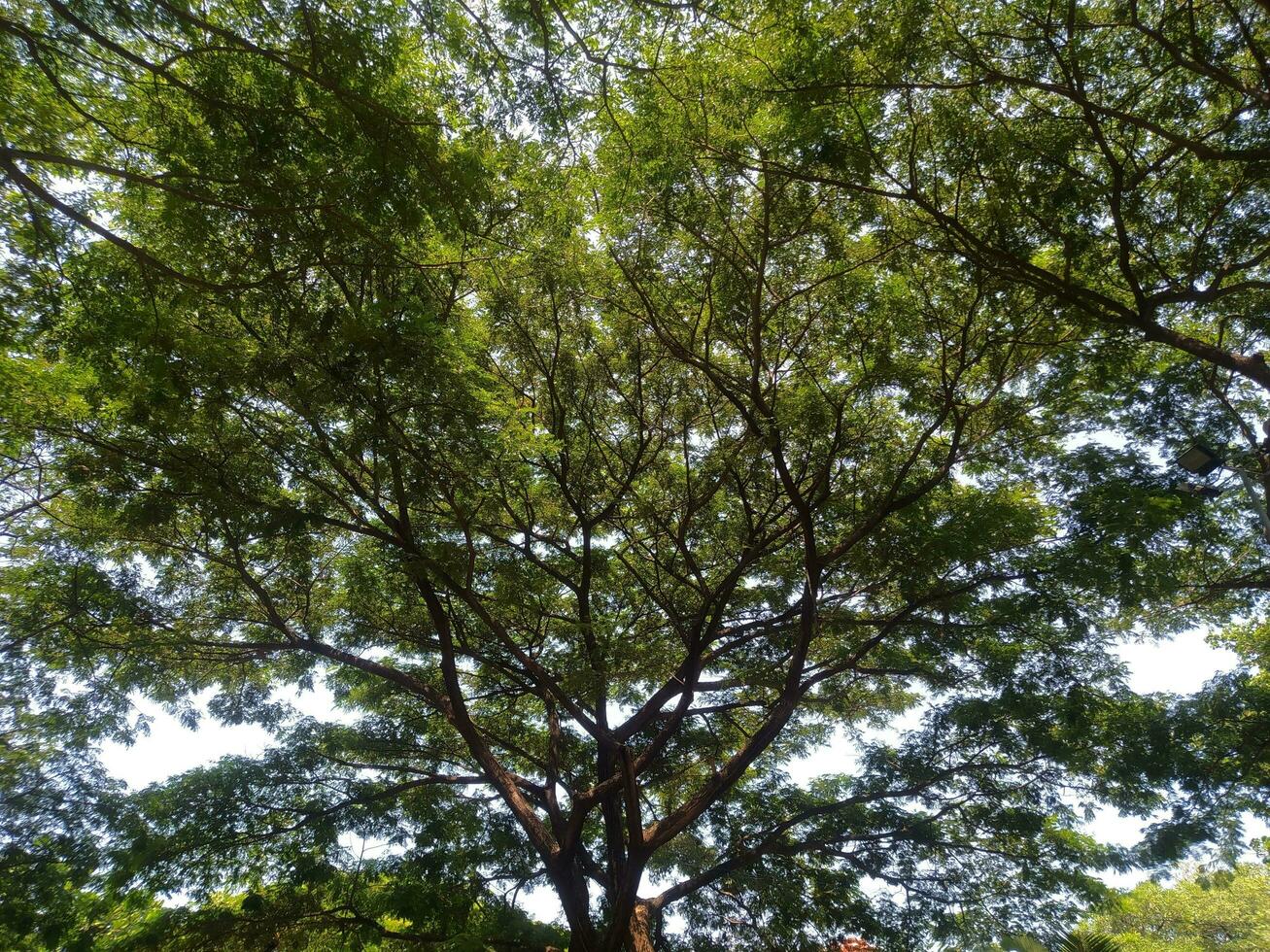 Majestic Tree with Wide Branches and Lush Leaves Under Soft Sunlight photo