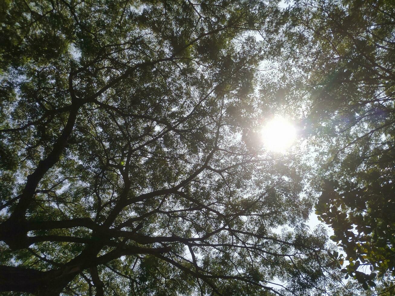 Majestic Tree with Wide Branches and Lush Leaves Under Soft Sunlight photo