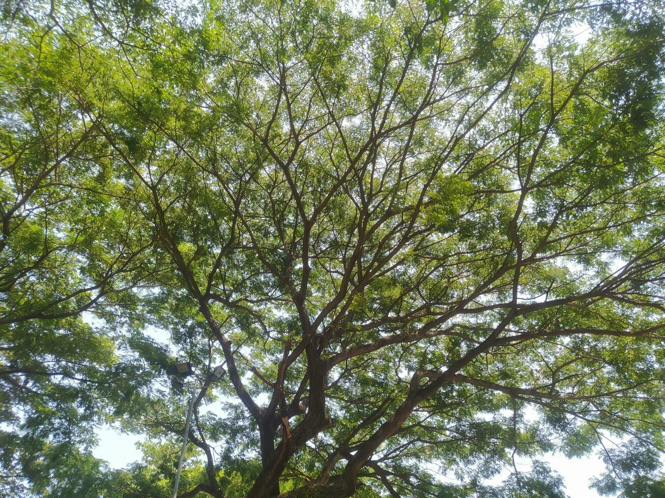 Majestic Tree with Wide Branches and Lush Leaves Under Soft Sunlight photo