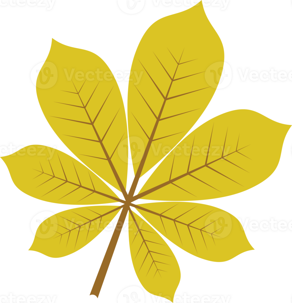 Autumn leaves plants icon png