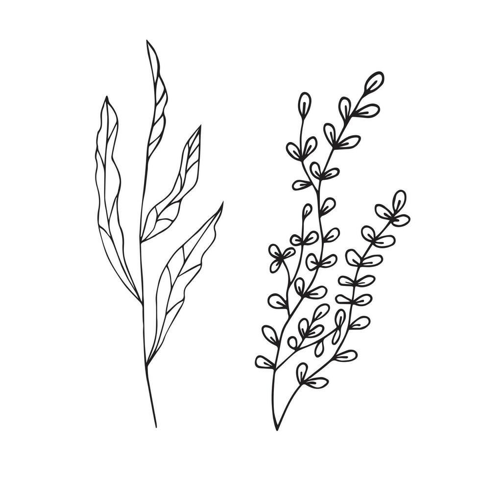 Twigs with leaves in Doodle style on a white background. vector