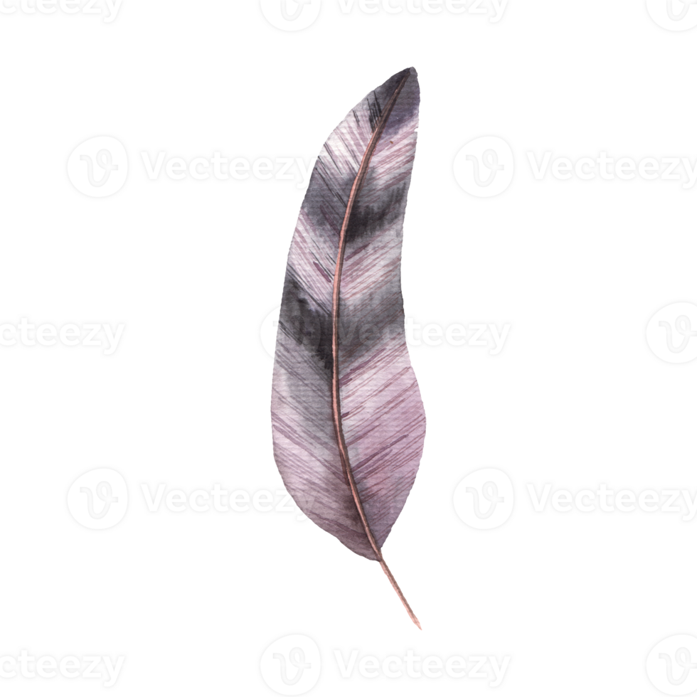 isolated feather illustration. Colorful colored feather png
