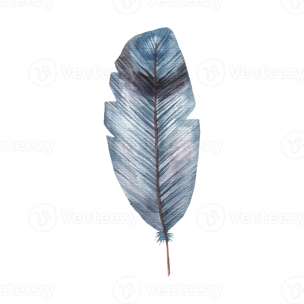 isolated feather illustration. Colorful colored feather png