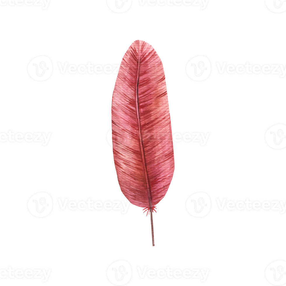 isolated feather illustration. Colorful colored feather png