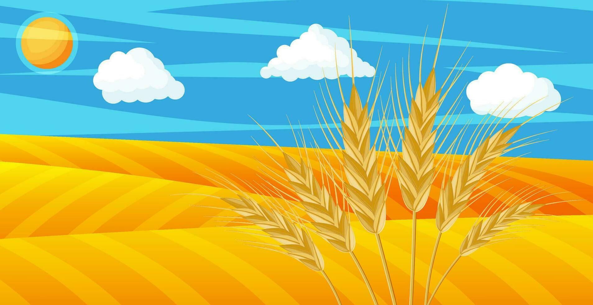 Wheat in the fields. Nature landscape with ear harvest. Whole stalks, wheat ears spikelets with seeds. Bakery pastry cereals. Oat bunch with grains. Vector illustration in flat style