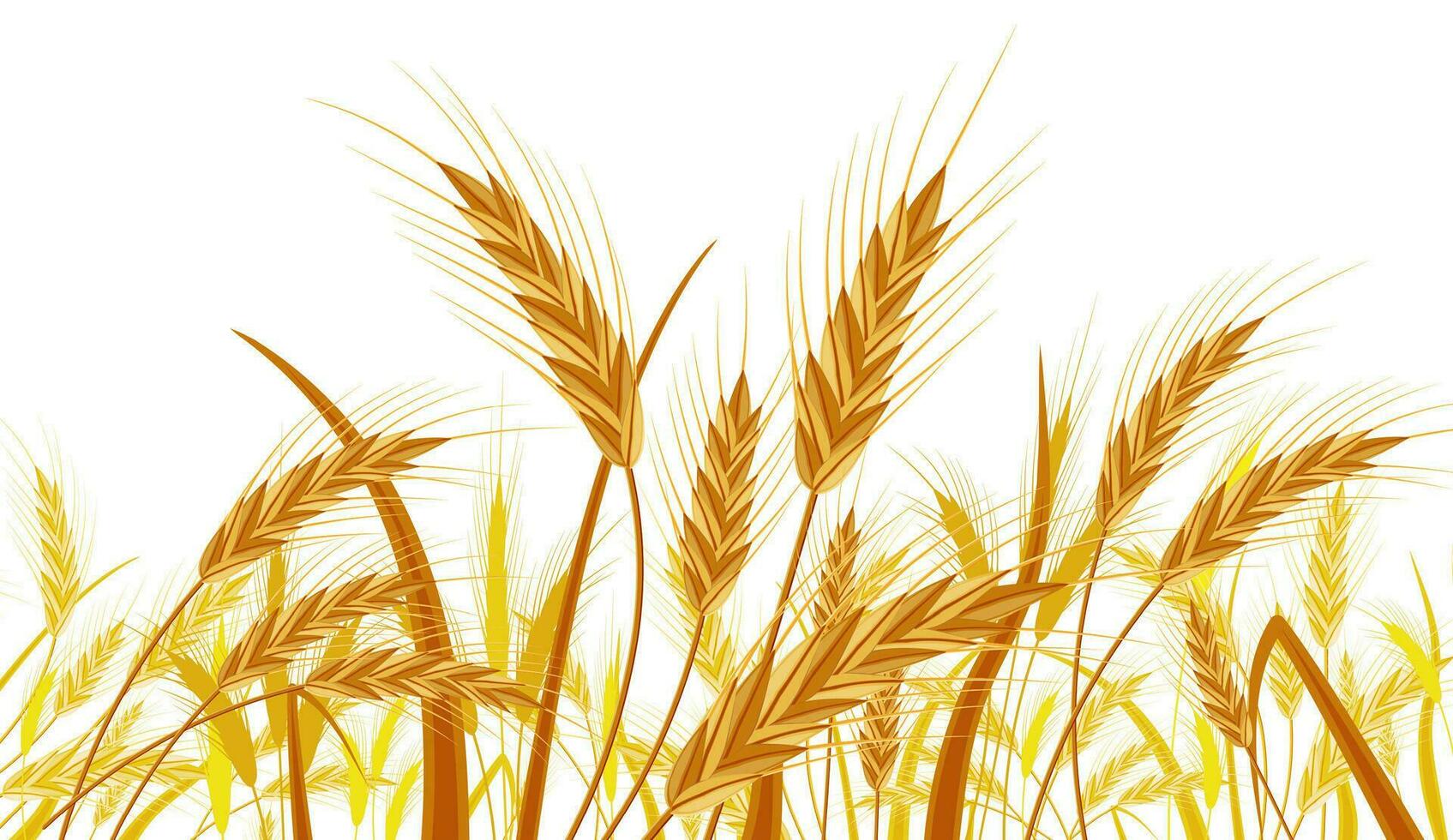 Wheat in the Fields. Nature Banner with Ear Harvest. Whole Stalks, Wheat Ears Spikelets with Seeds Isolated on White. Bakery Pastry Cereals. Oat Bunch with Grains. Vector Illustration in Flat Style