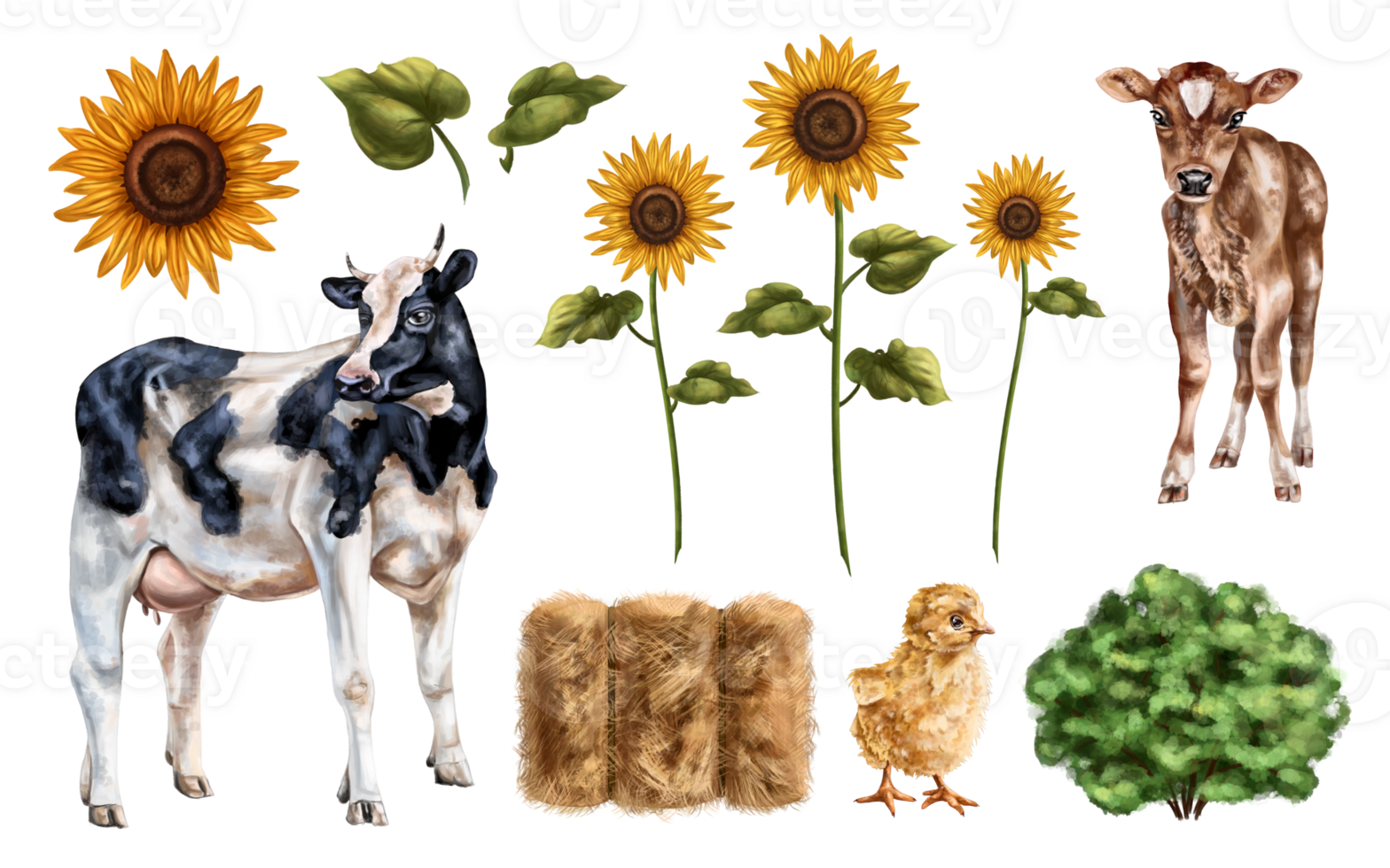 A set of farm cows among haystacks and sunflowers. Farm animals, mammals, cattle and poultry. Farming, ranch work and provincial life. Isolated illustrations png