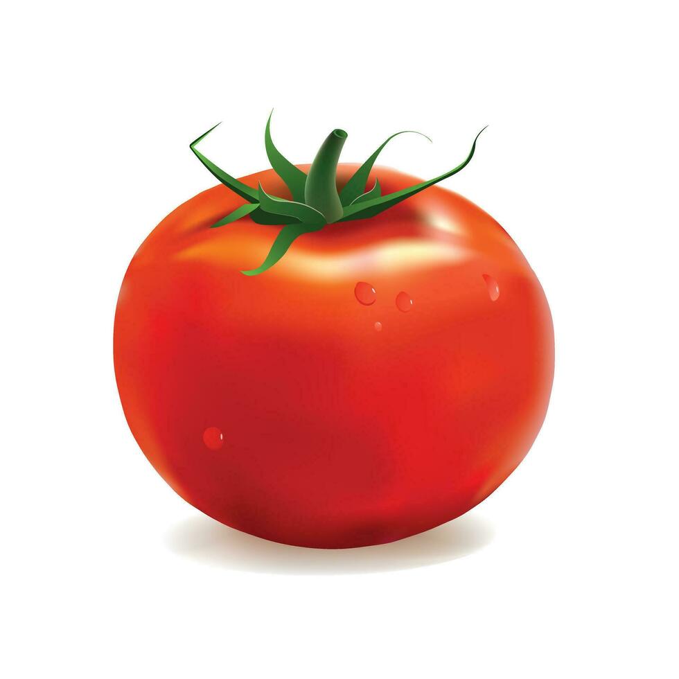 tomate aislado en blanco. realista vector ilustración