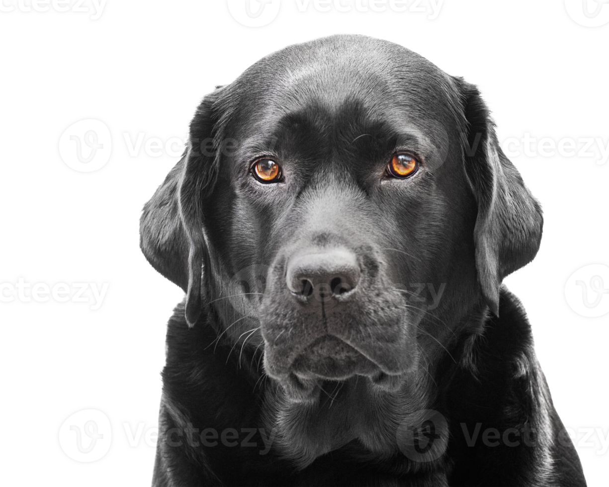 Labrador retriever isolate. Close-up portrait of a black adult dog. png