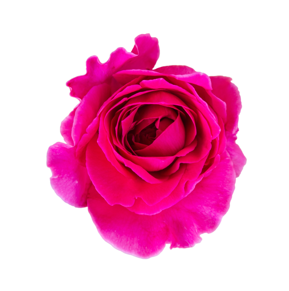 detailopname van een oud roze roos vers bloesem schoonheid bloem Aan een geïsoleerd achtergrond. png