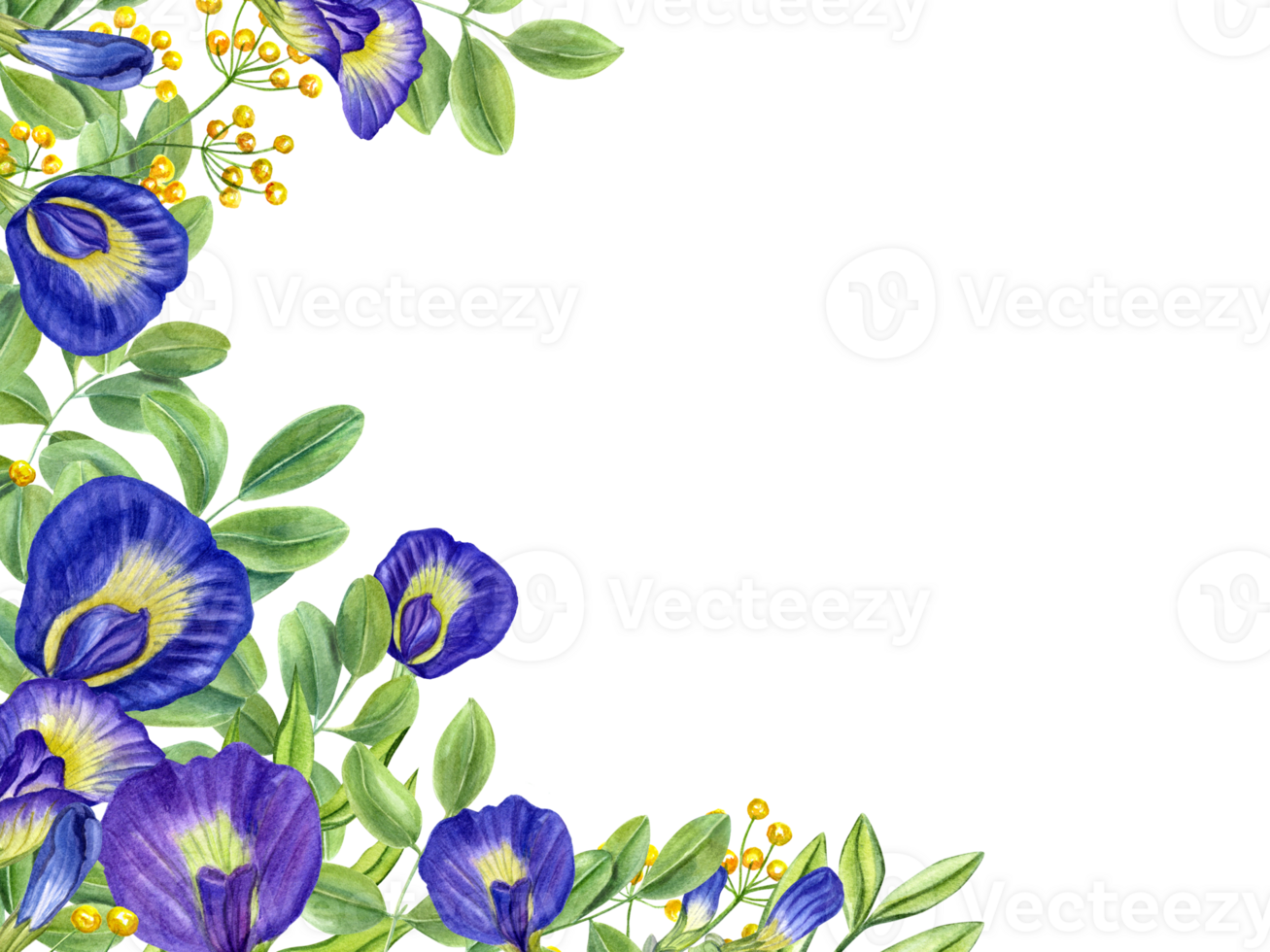 Frame with Thai blue and yellow flowers. Tropical plant, Ipomoea, clitoria ternatea, bluebellvine. png