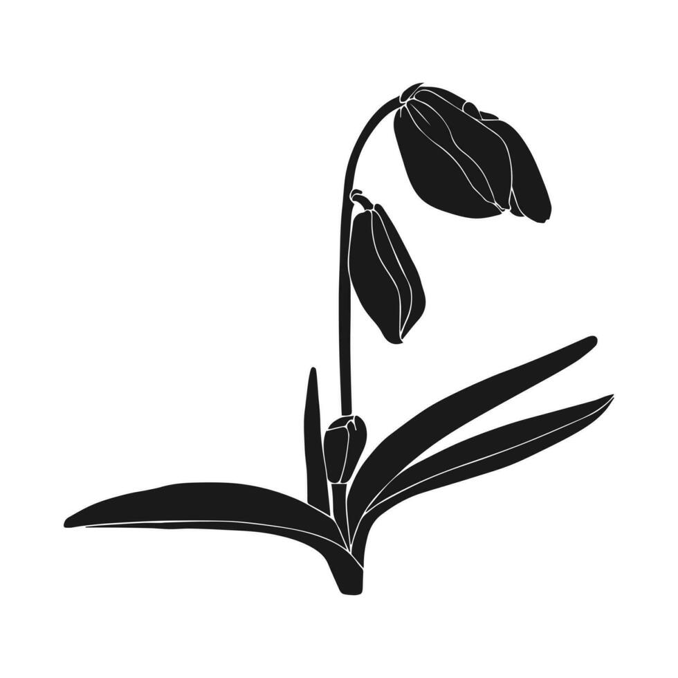 Snowdrop silhouette, scilla flowers. Hand drawn spring flowers. Monochrome vector botanical illustrations in sketch, isolated. White background.