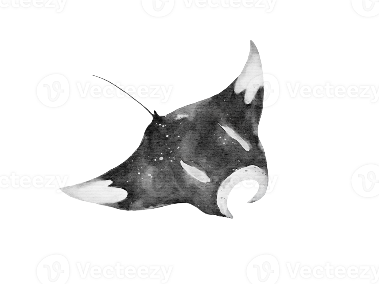 watercolor of a manta ray glinding isolated on background png