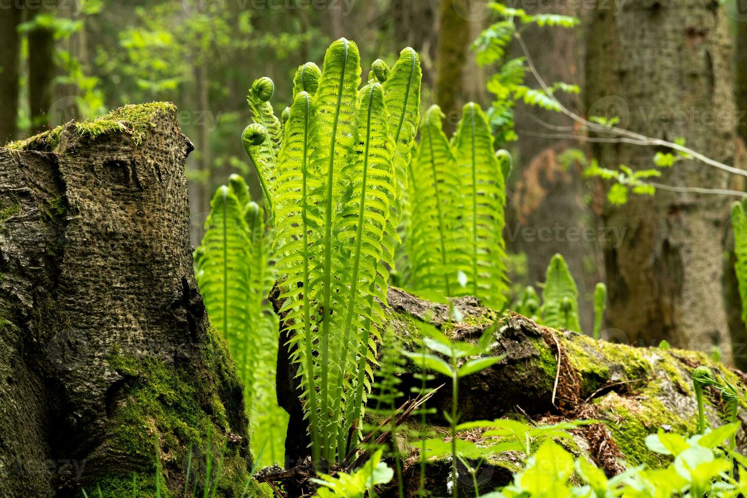 natural spring forest landscape, sprouts of ferns next to the stump photo