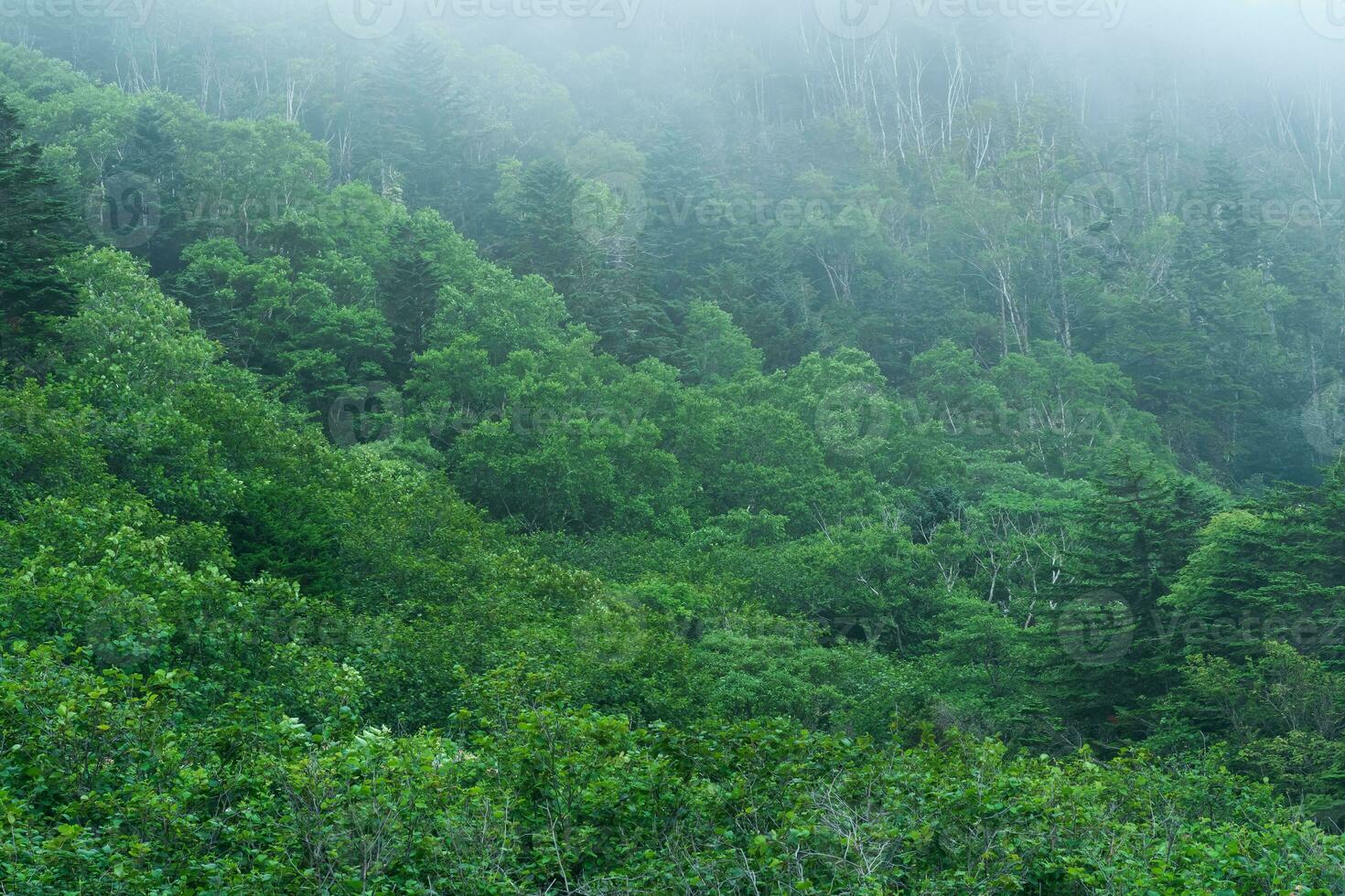 foggy mountain forest on the slope of the volcano on the island of Kunashir photo