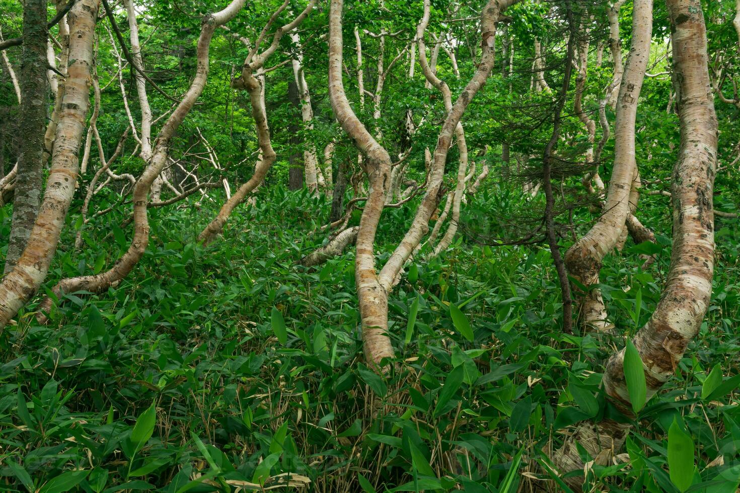 bosque paisaje de el isla de Kunashir, retorcido arboles y maleza de enano bambú foto