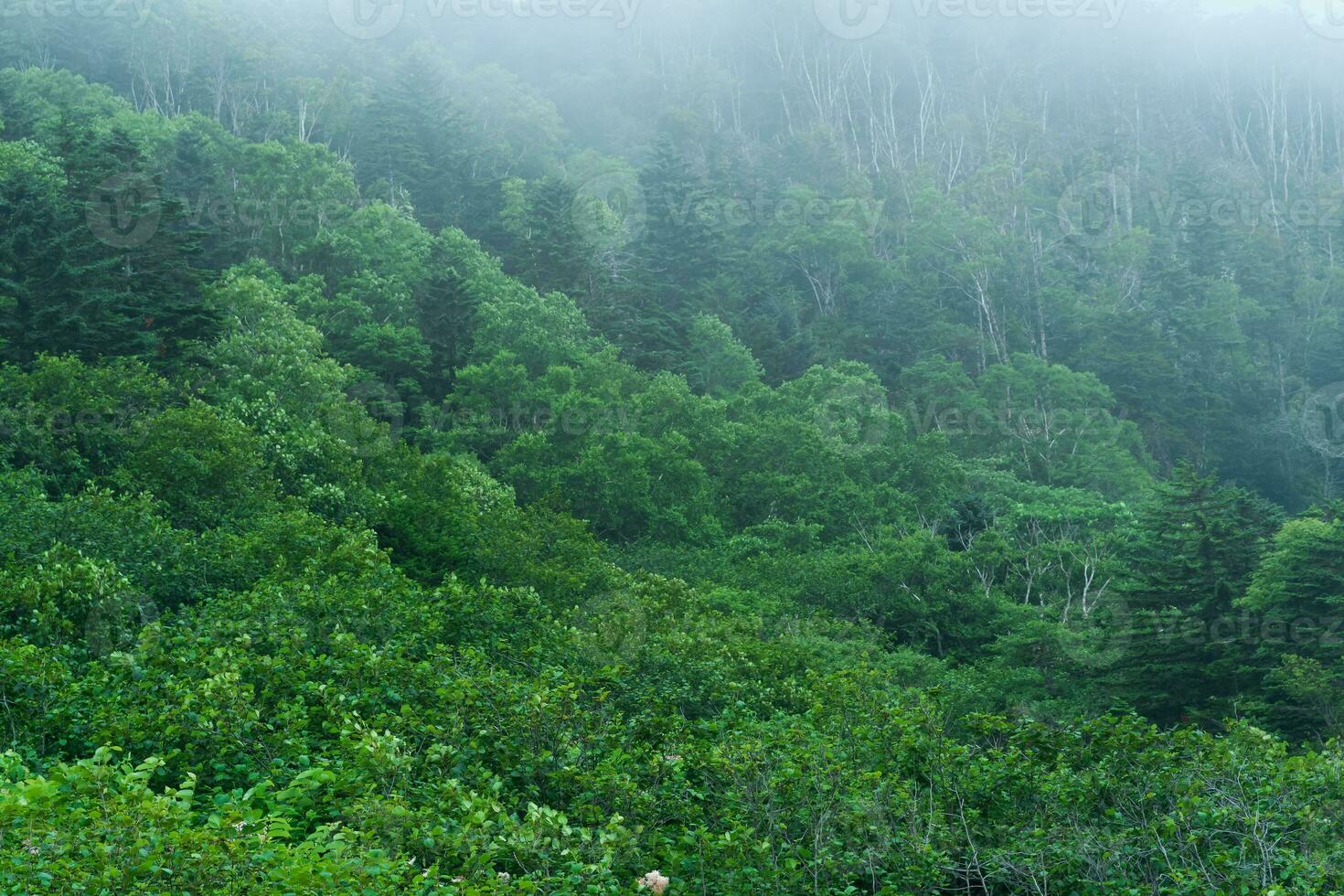 foggy mountain forest on the slope of the volcano on the island of Kunashir photo