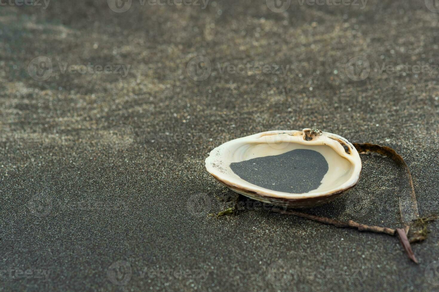 surf clam shell in black volcanic sand on the seashore with algae and other organic marine debris photo