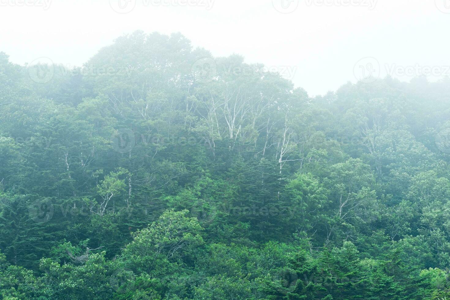 foggy mountain forest on the slope of the volcano on the island of Kunashir photo
