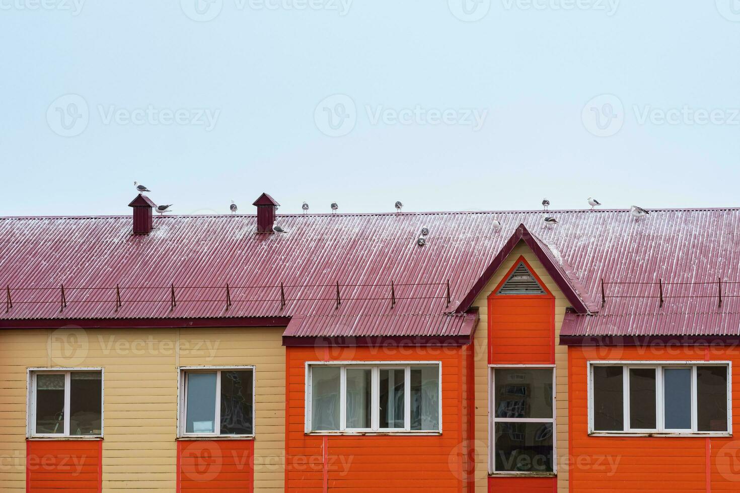 seagulls sit on the roof of a wooden house photo