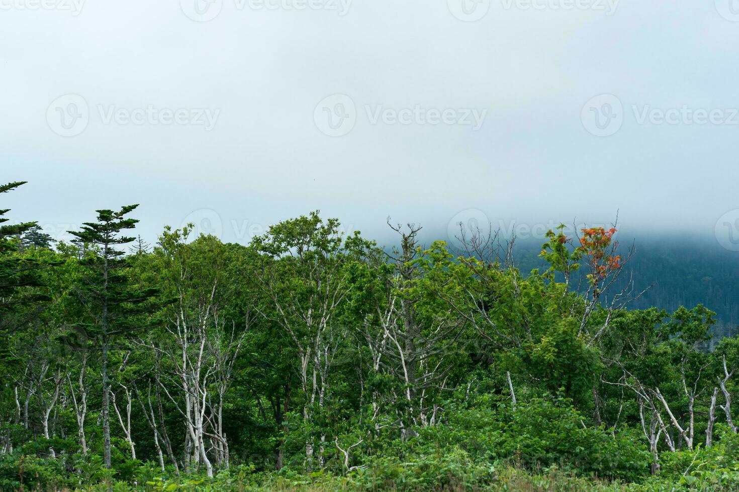 coastal forest of dwarf trees on the slope of the volcano on the island of Kunashir in cloudy weather photo