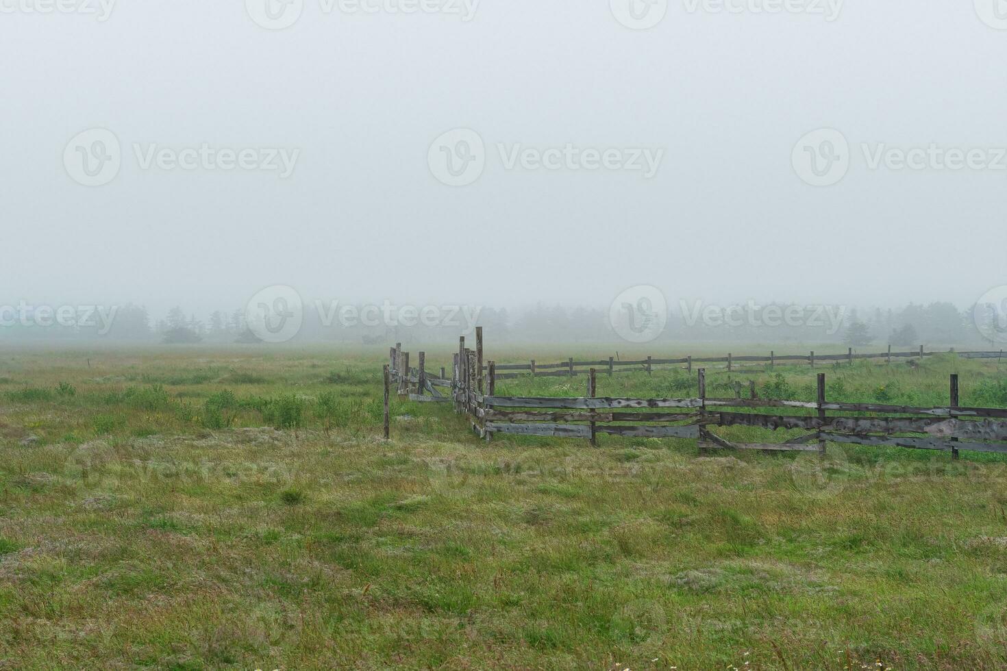 rural landscape, cattle paddock on a foggy meadow photo