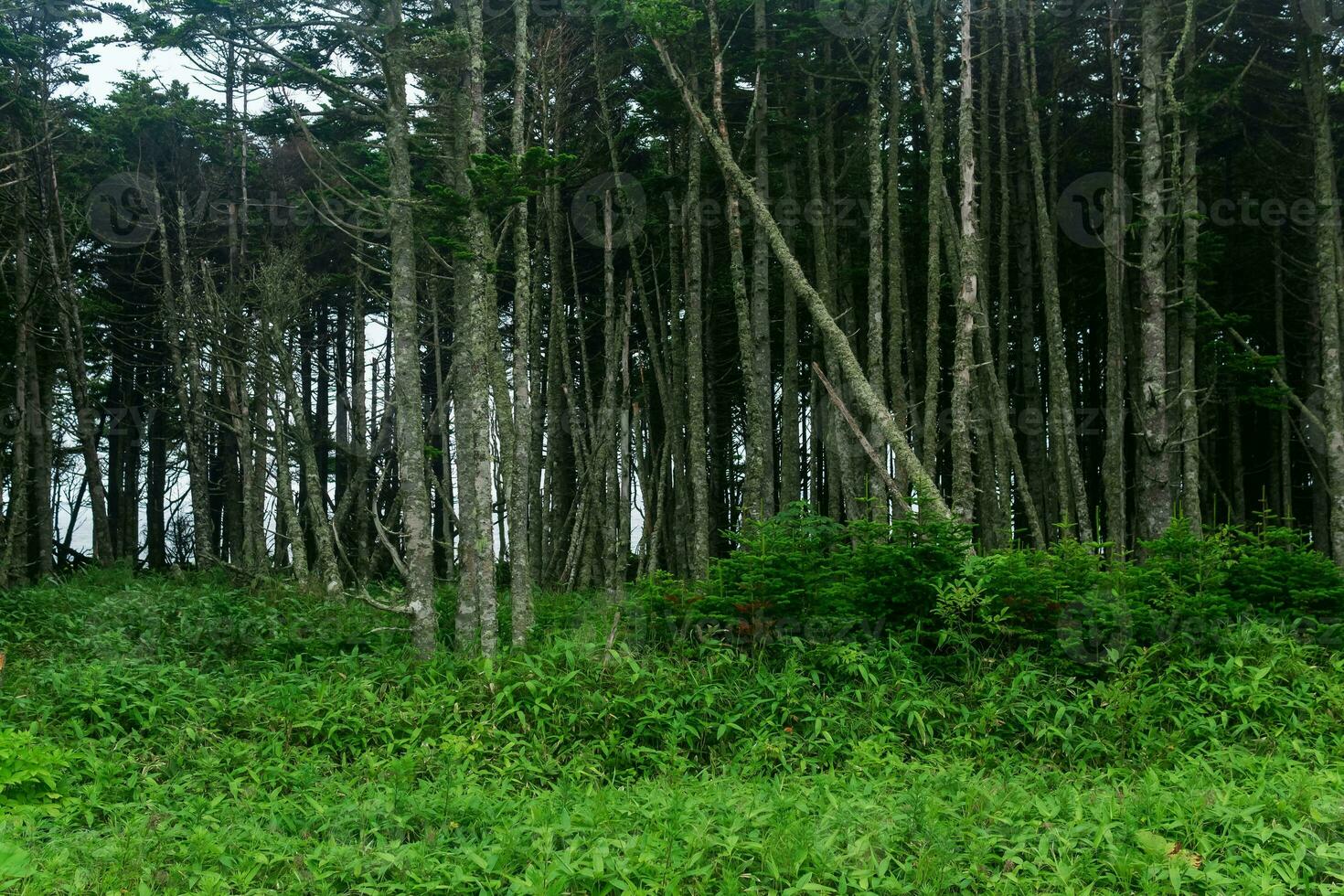 coastal forest with windbreak and dwarf bamboo undergrowth on the Pacific coast, Kuril Islands photo