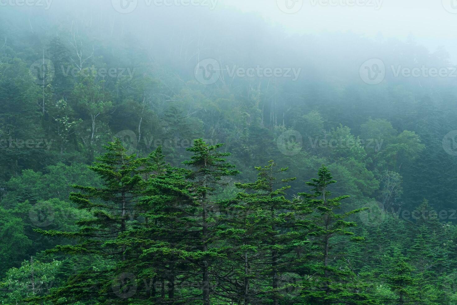 foggy mountain forest on the slope of the volcano on the island of Kunashir photo