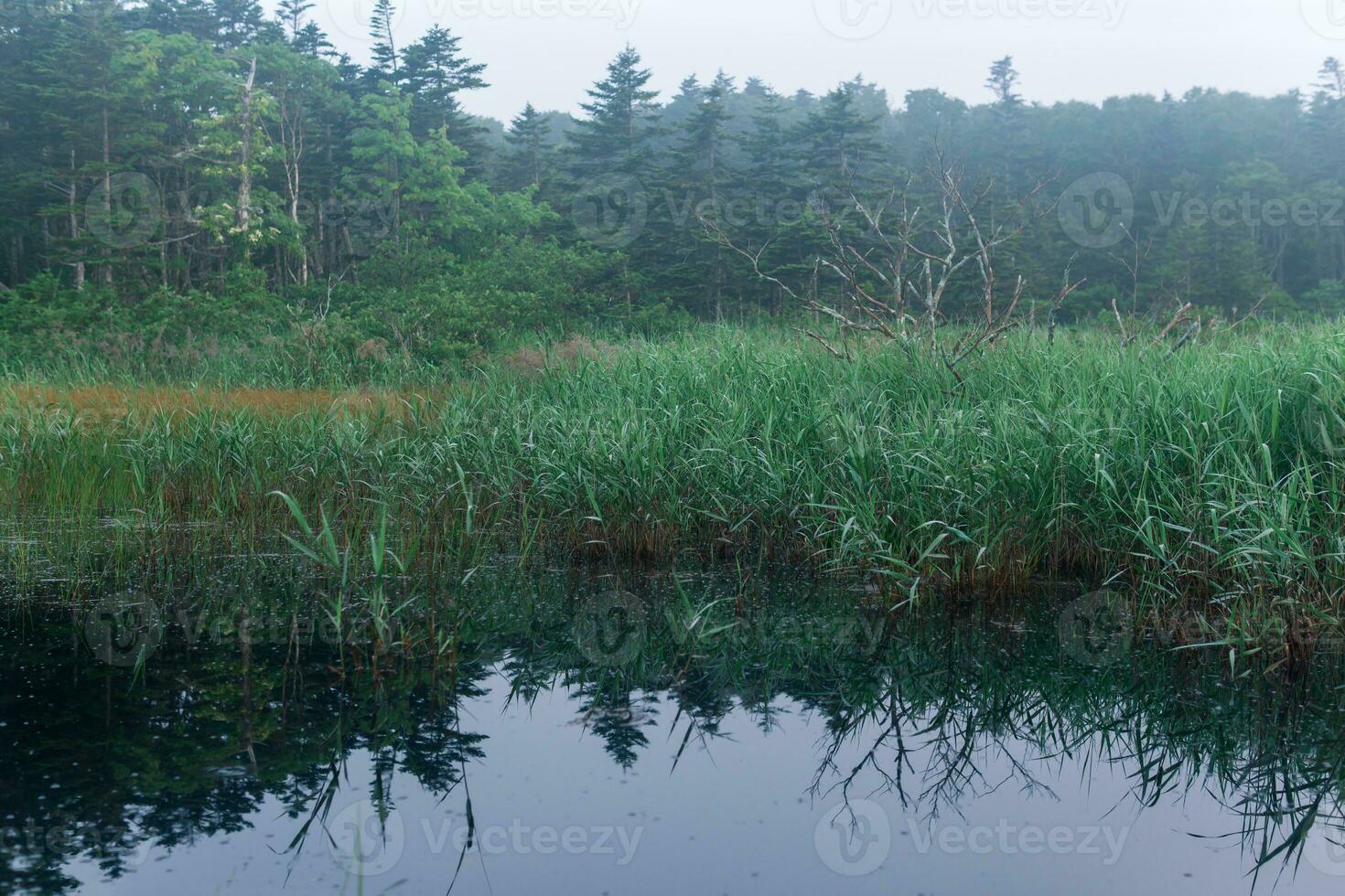 Mañana brumoso natural paisaje, pantano con juncia entre el bosque foto